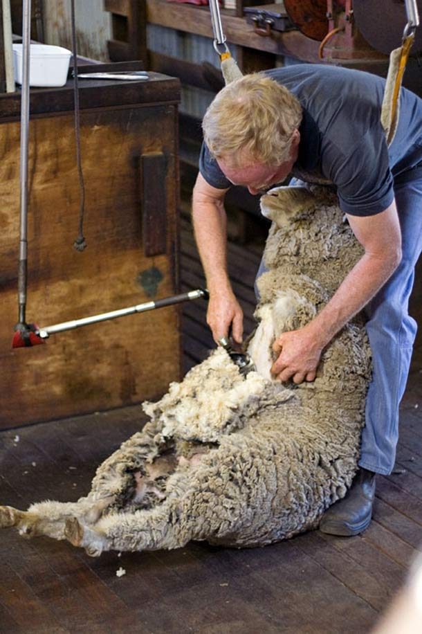 Sheep_shearing