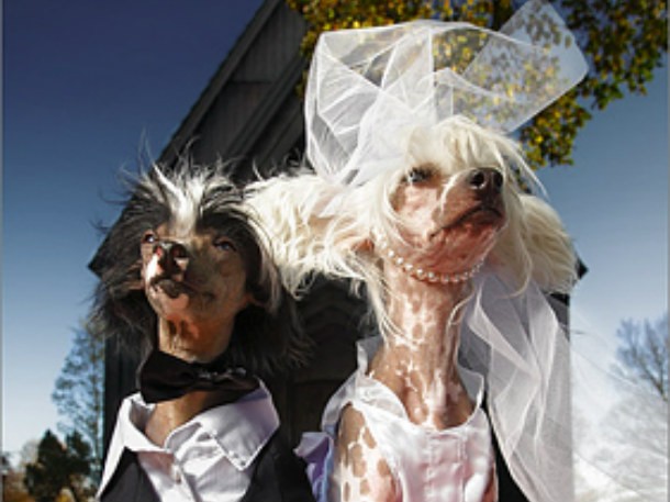 Two_Chinese_Crested_Dogs_in_wedding_costumes