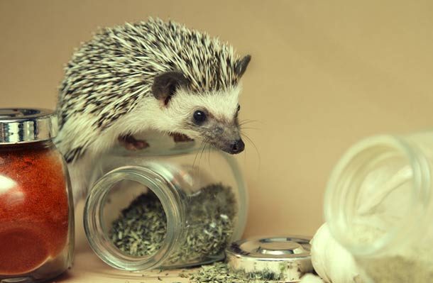 hedgehog on spices