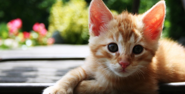 25 foods that are harmful for your kitty
