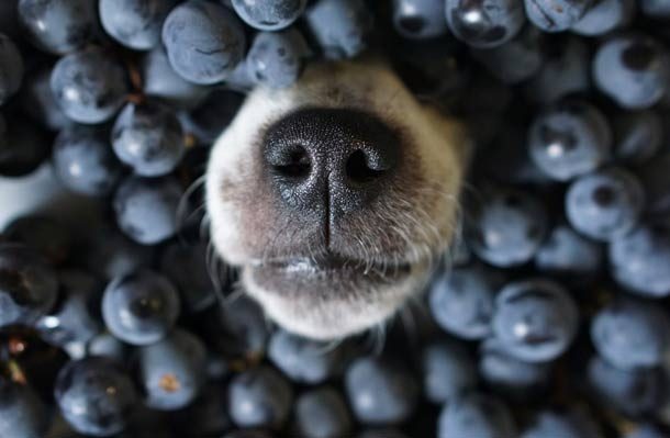 Organic blue berries with dog's nose