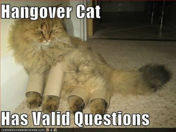 hangover-cat-funny