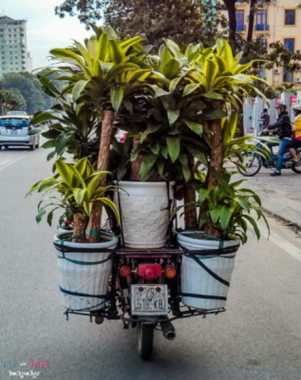 palm trees in vietnam