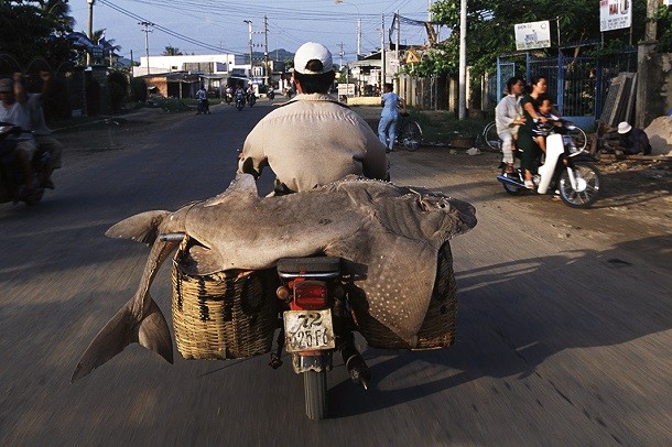 sandshark on motorbike