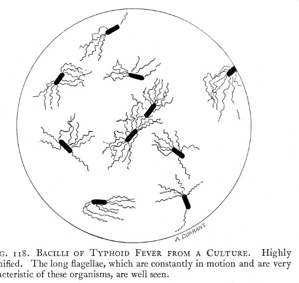 bacilli_of_typhoid_fever_from_a_culture_wellcome_m0015726
