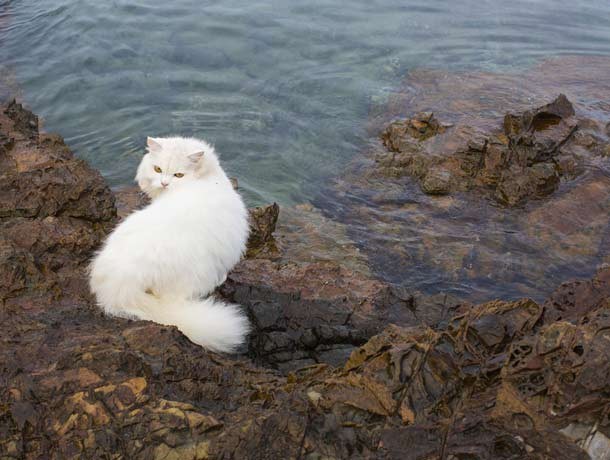 Cat in front of rocky beach