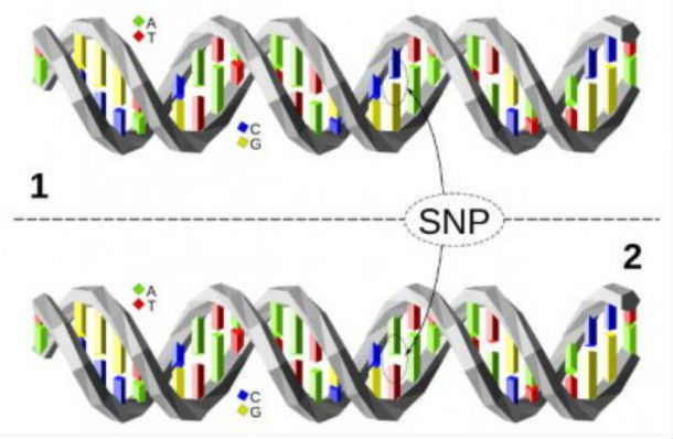 DNA variations