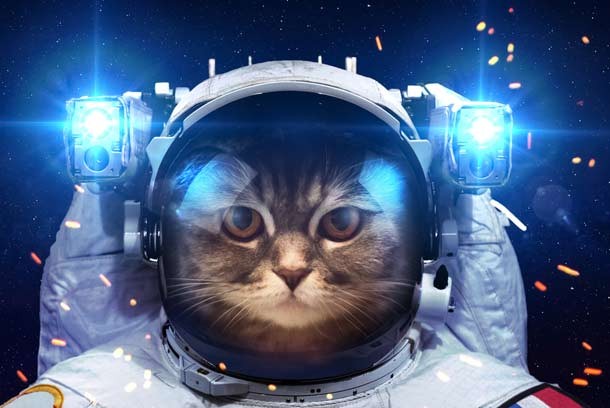 french cat astronaut