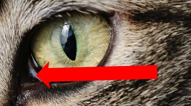 Third Cat Eye Called Haw
