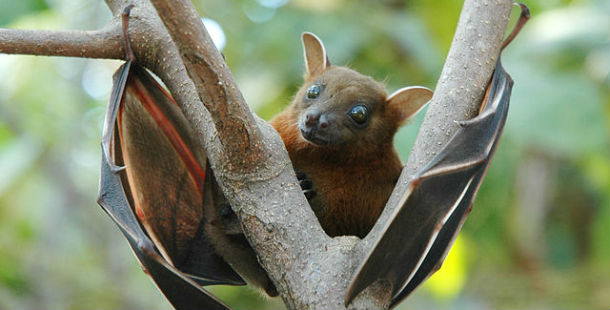 25 incredible facts about bats you probably didn't know