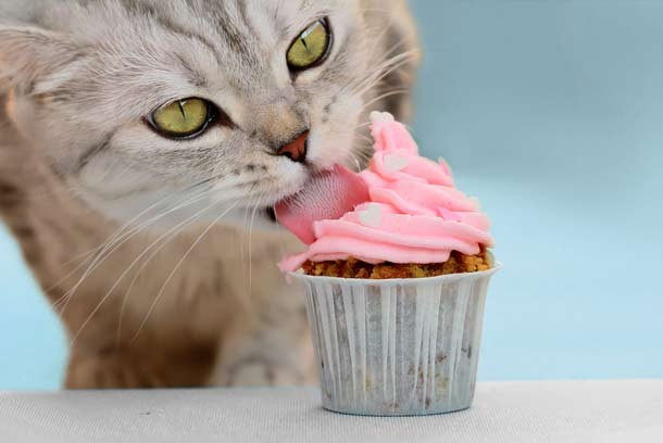 Cat eating cupcake
