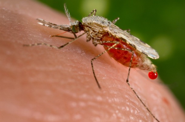 malariamosquito