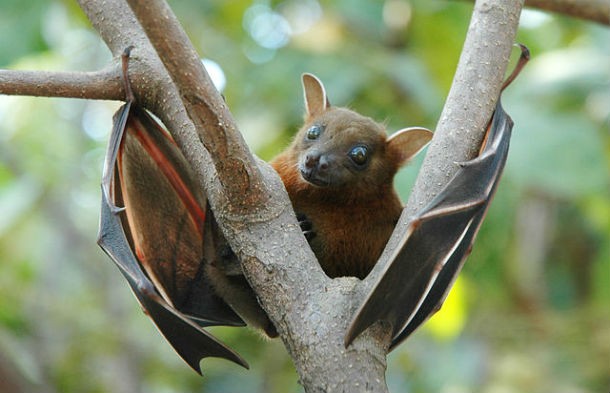 short-nosed fruit bat