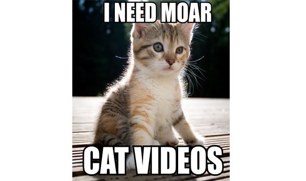 i need moar cat videos