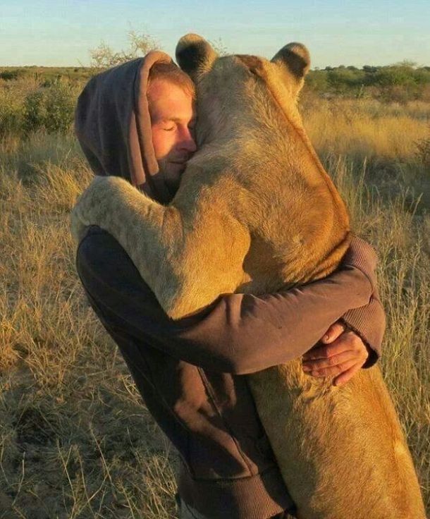 man and lioness