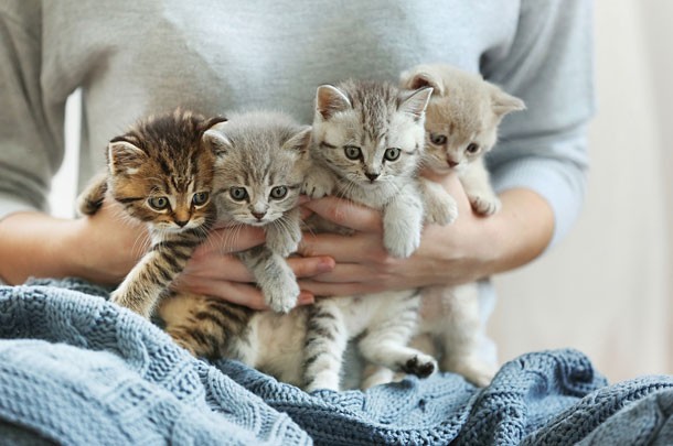 kittens hug