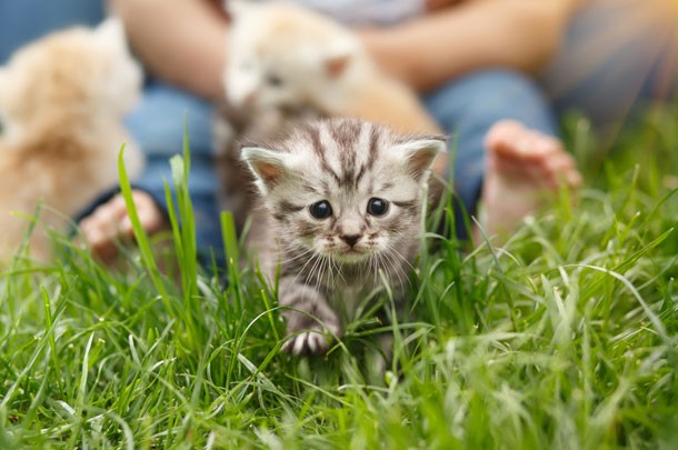 kittens in grass