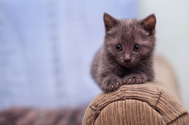 armrest kitty