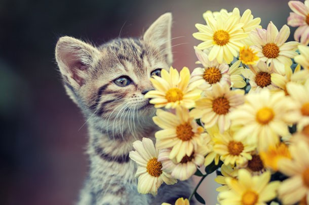 kitten and flowers