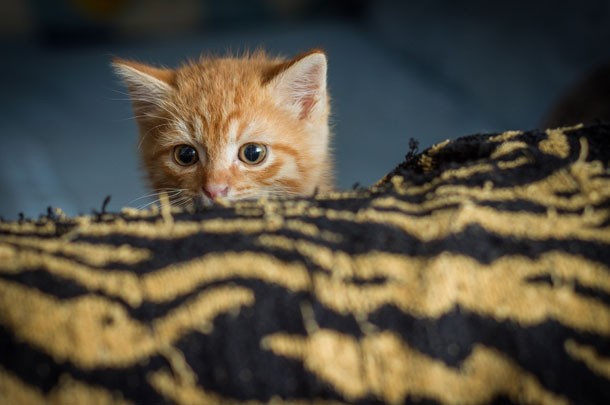 curious kitten
