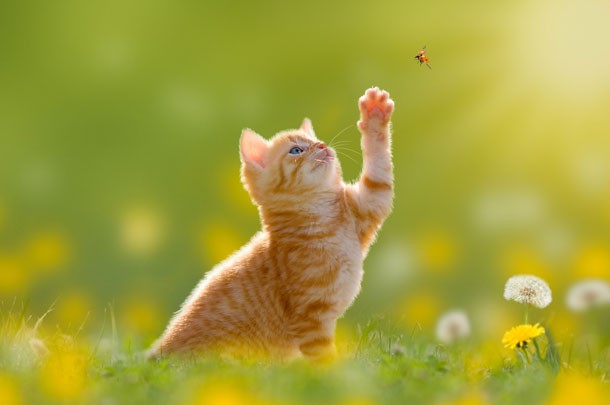 kitten and bug