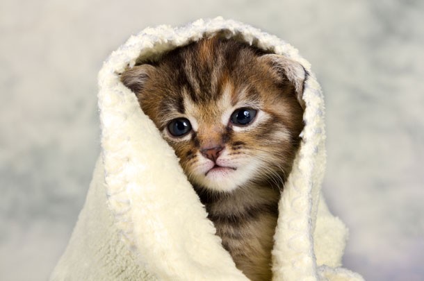 kitten in towel