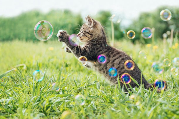 kitty and bubbles