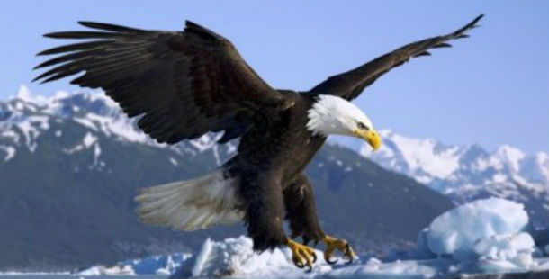 A bald eagle flying over water