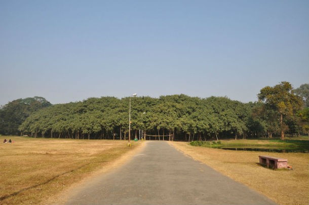 great-banyan-tree