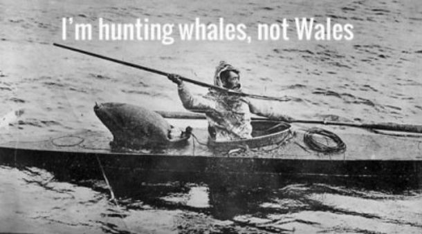 hunting-whales-meme