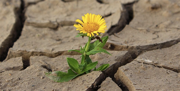 A yellow flower growing through cracked mud