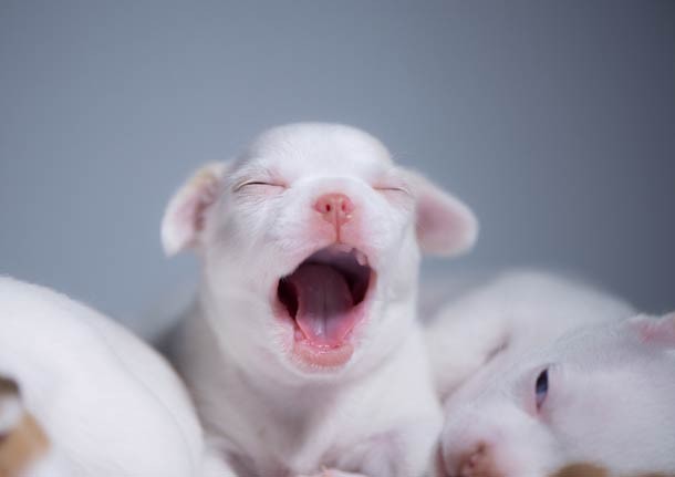 Yawning white puppy
