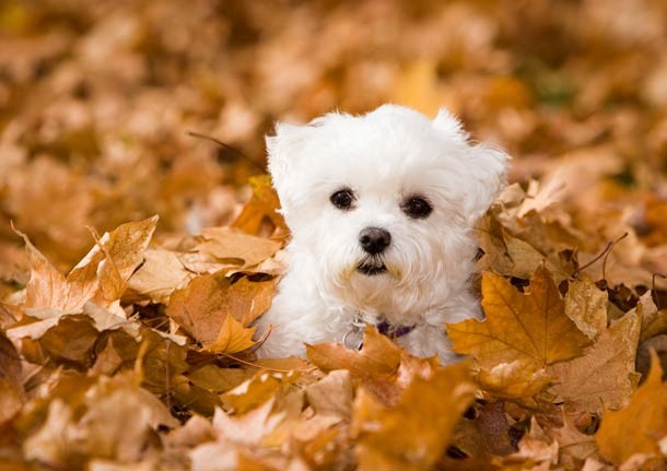 White puppy playing in fall leaves