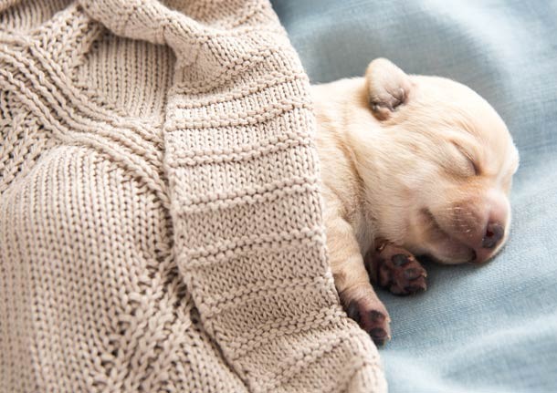 Tiny pup sleeping and covered by sweater blanket