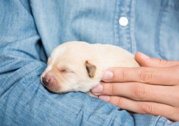White puppy sleeping on person's blue sleeve shirt