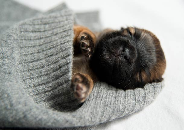 Tiny puppy sleeping in a sweater sleeve