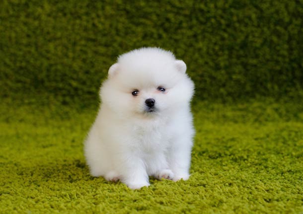 White puppy on green background