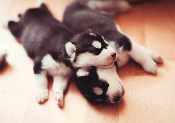 Husky pups sleeping on each other
