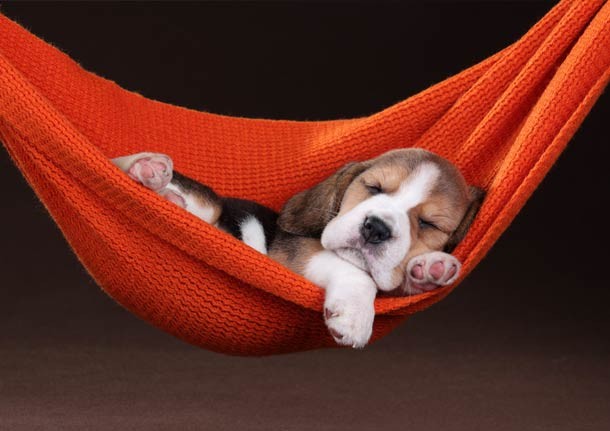 Beagle puppy sleeping in orange hammock