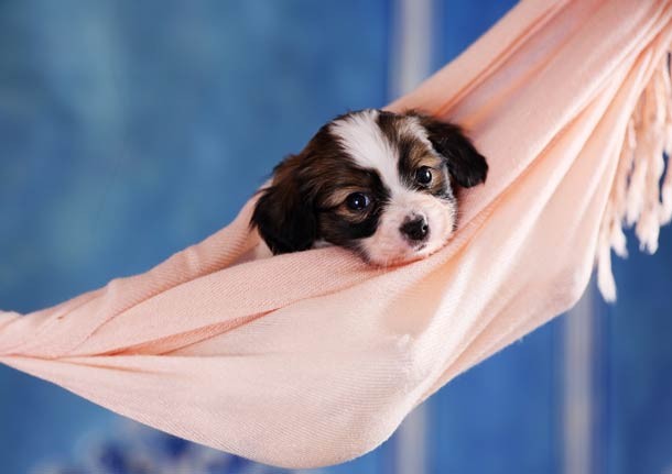 Cute puppy in cloth hammock