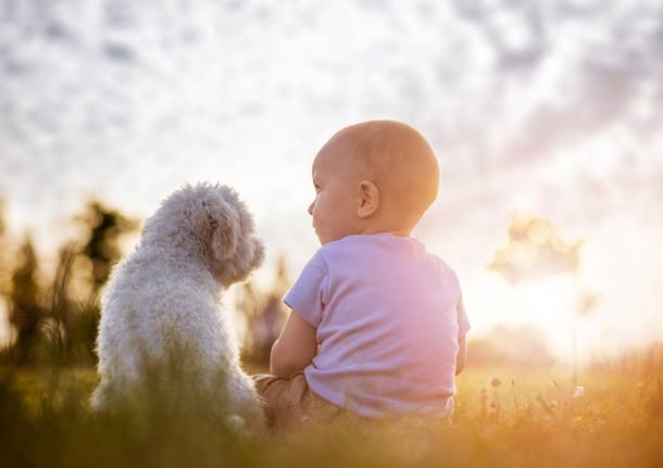 Puppy and child staring at each other sitting and sunset