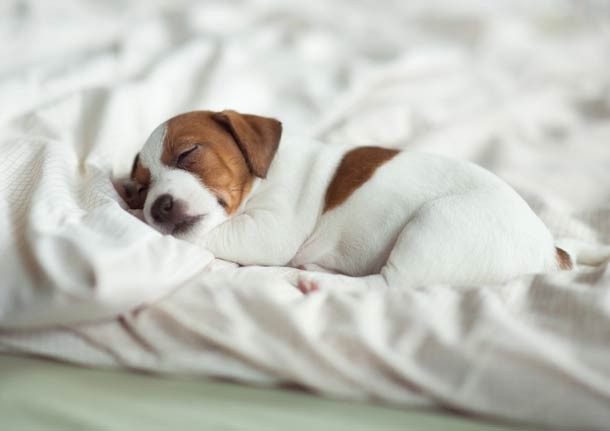 Puppy sleeping in white blankets