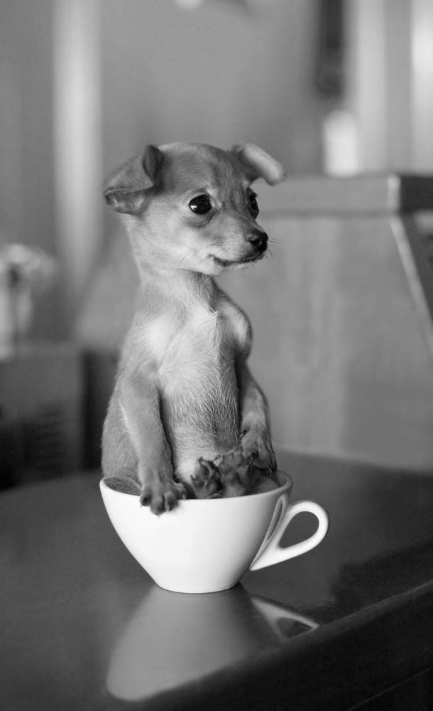 puppy in a tea cup