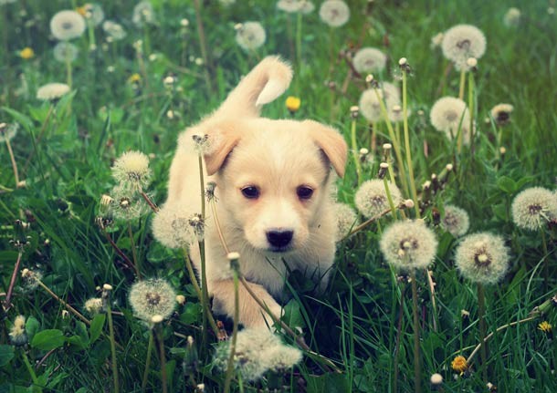 Puppy playing in a field of dandelions