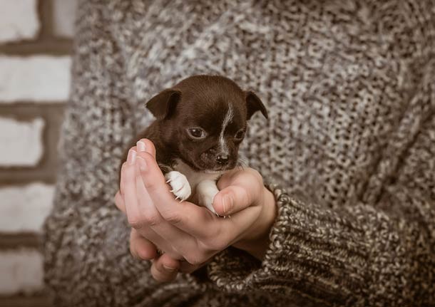 Puppy held by human wearing brown sweater