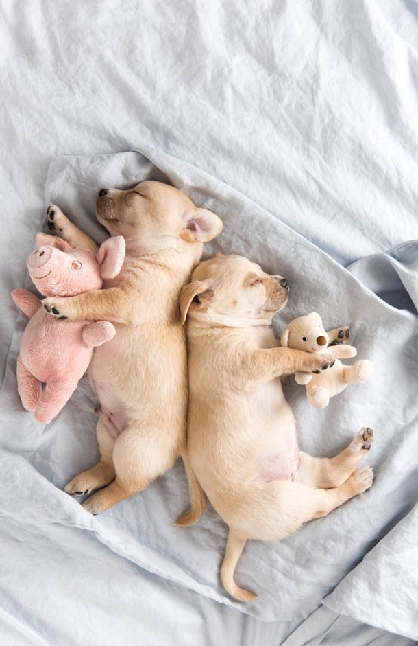 Two puppies sleeping with their back against each other while holding little toys
