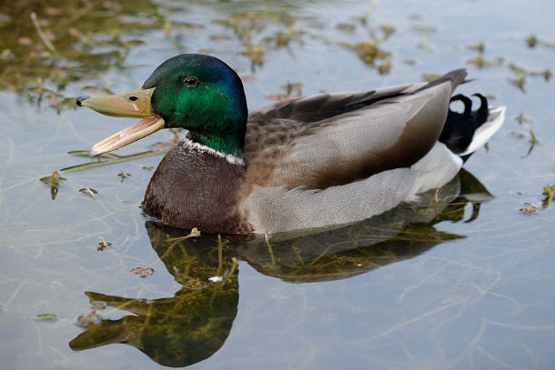 quacking-duck