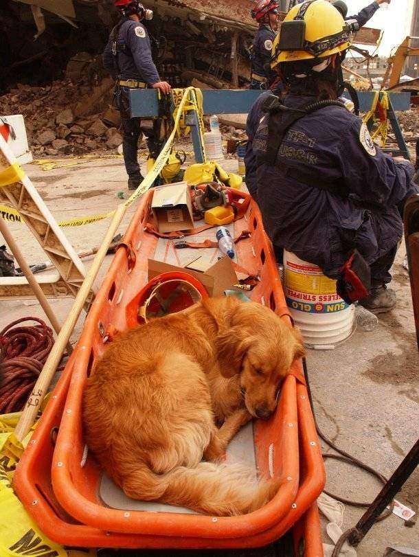 Bretagne Search & Rescue Dog
