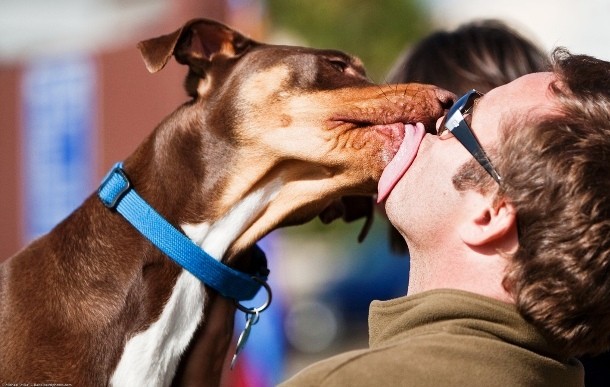 dog licking owner