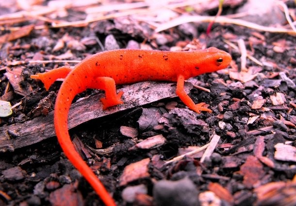 Eastern Red-Spotted Newt